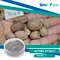 Nutmeg Extract is a concentrated form of nutmeg flavor that can be used in a variety of ways to add a rich, warm, and spicy note to your dishes.